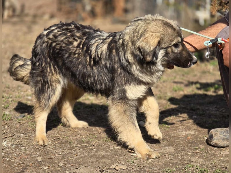 *Amy* mit einem Gesichtchen wie gemalt ca. 1 Jahr