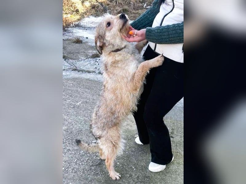 Ruckzuck verliebt in Strubbelmaus „ GIPSY “