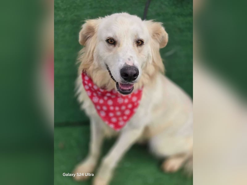 Cremefarbenes Fell - bernsteinfarbene Augen – das ist CHASE