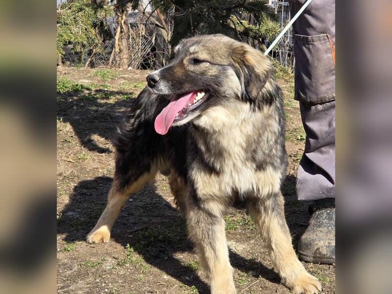 *Amy* mit einem Gesichtchen wie gemalt ca. 1 Jahr