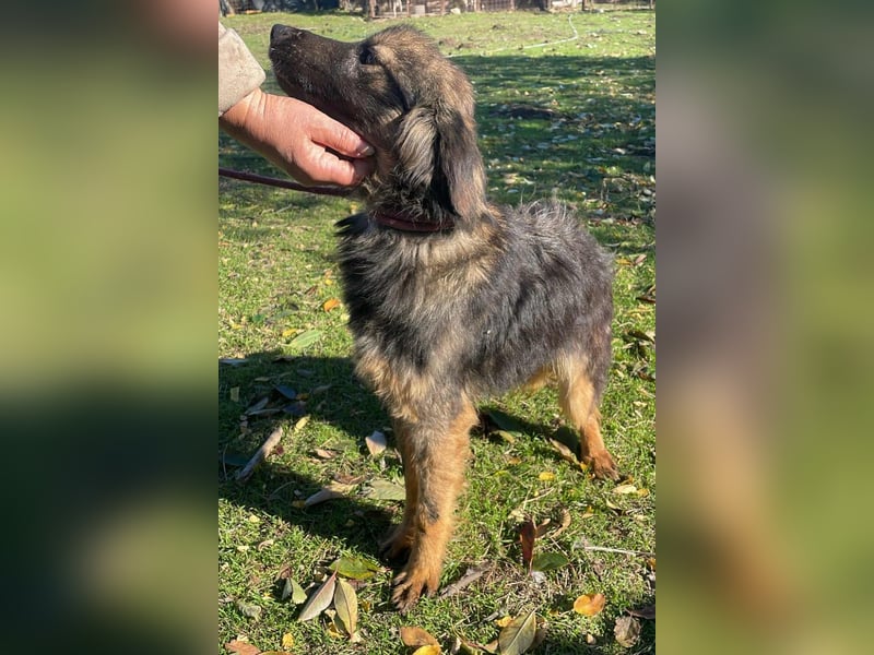 Henry - bildhübscher Bub sucht genau DICH