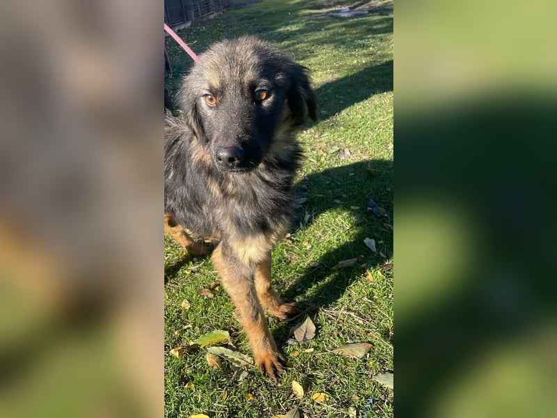 Henry - bildhübscher Bub sucht genau DICH