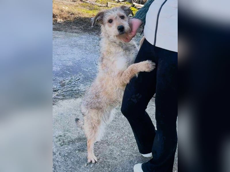 Ruckzuck verliebt in Strubbelmaus „ GIPSY “