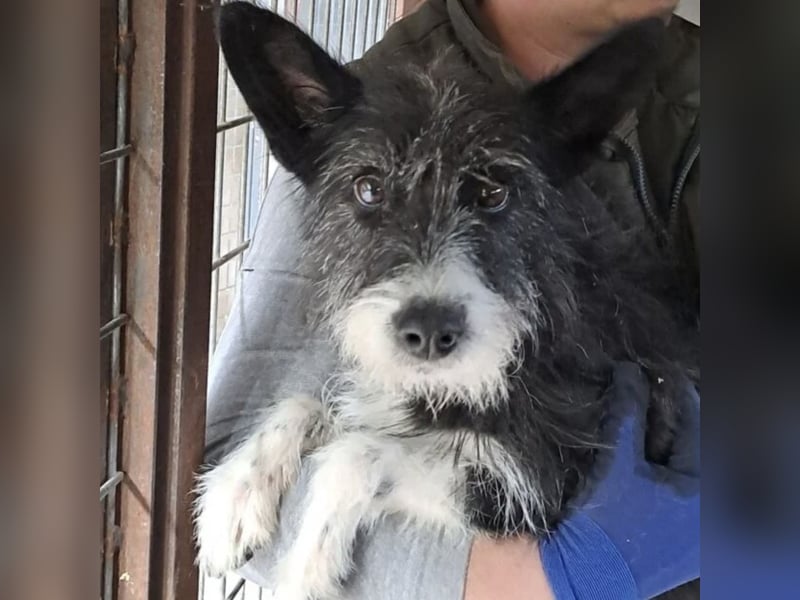 SZAMBA FRÖHLICHE HÜNDIN SZAMBA FRÖHLICHE HÜNDIN