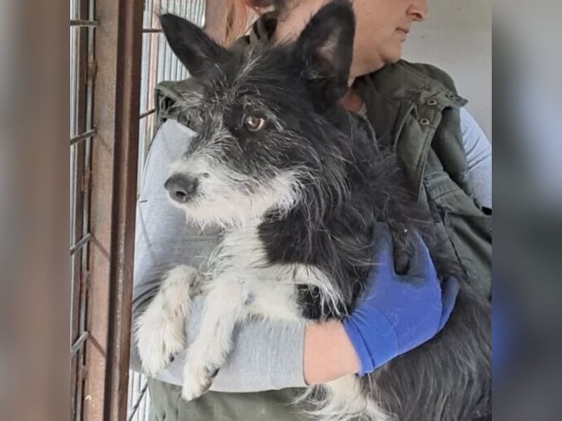 SZAMBA FRÖHLICHE HÜNDIN SZAMBA FRÖHLICHE HÜNDIN