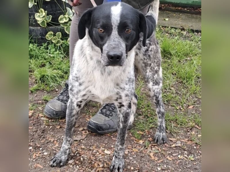 CRONIN WÜNSCHT SICH LIEBE CRONIN WÜNSCHT SICH LIEBE