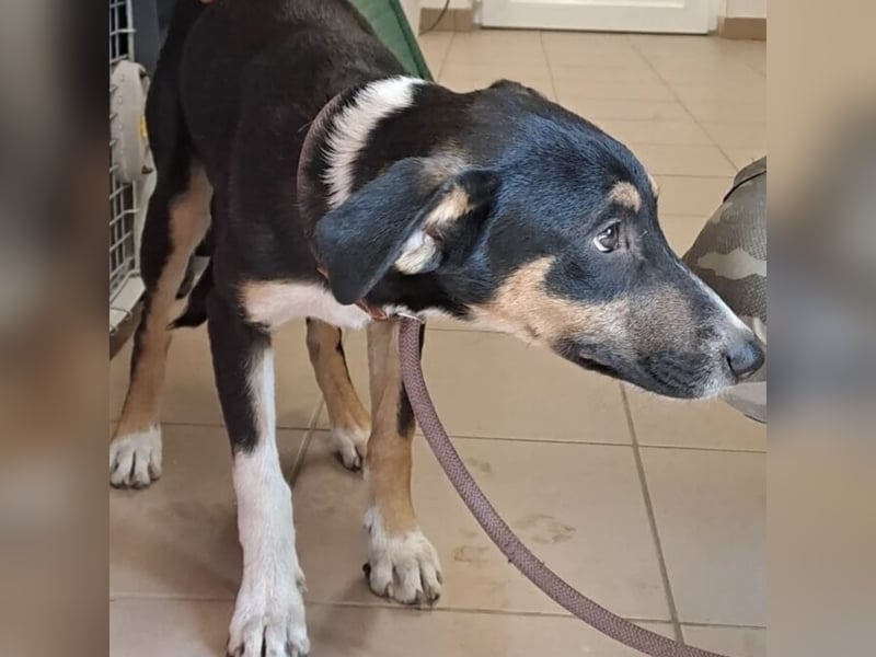 BABER WURDE EINFACH ABGEGEBEN