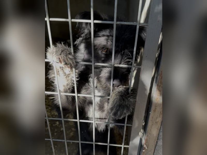 SHELBY - WURDE EINFACH ABGEGEBEN