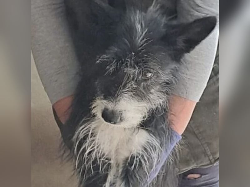 SZAMBA FRÖHLICHE HÜNDIN SZAMBA FRÖHLICHE HÜNDIN