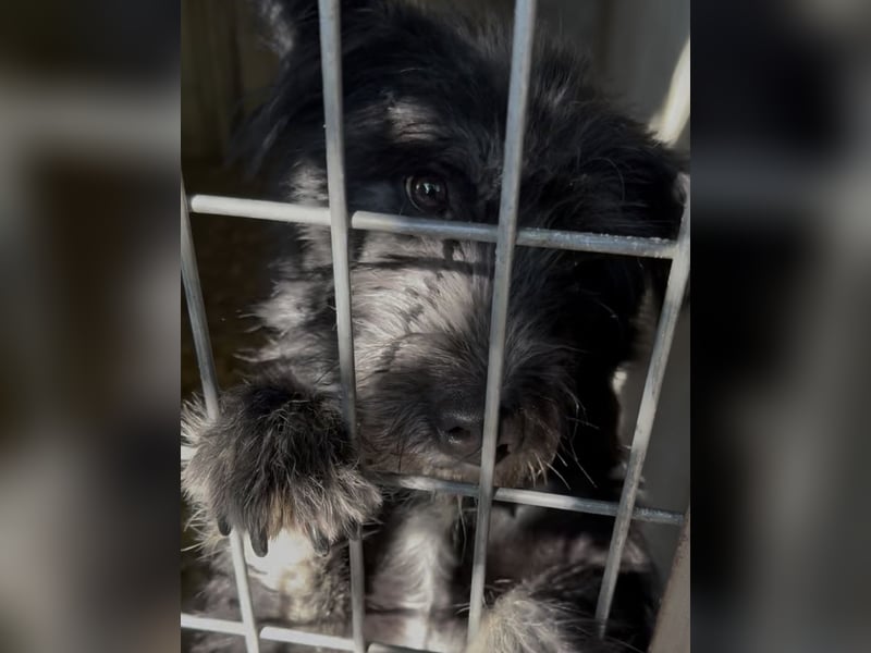 SHELBY - WURDE EINFACH ABGEGEBEN