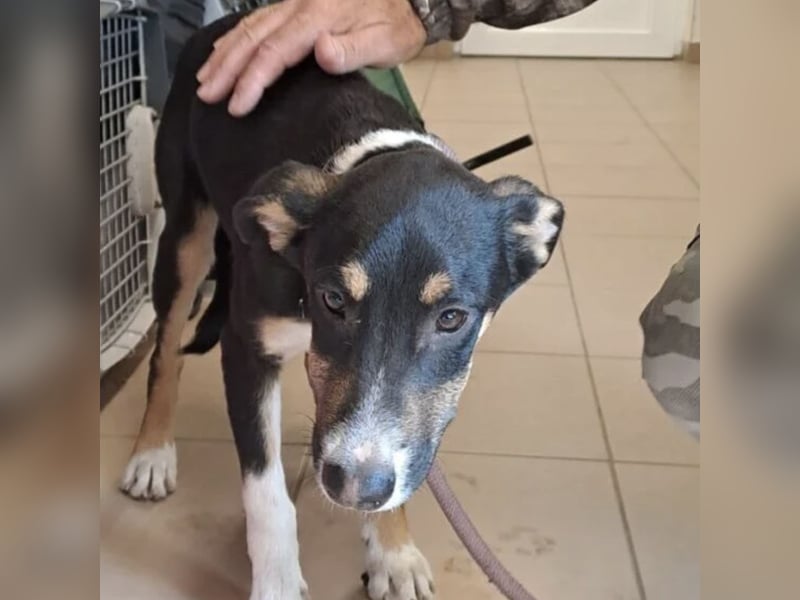 BABER WURDE EINFACH ABGEGEBEN