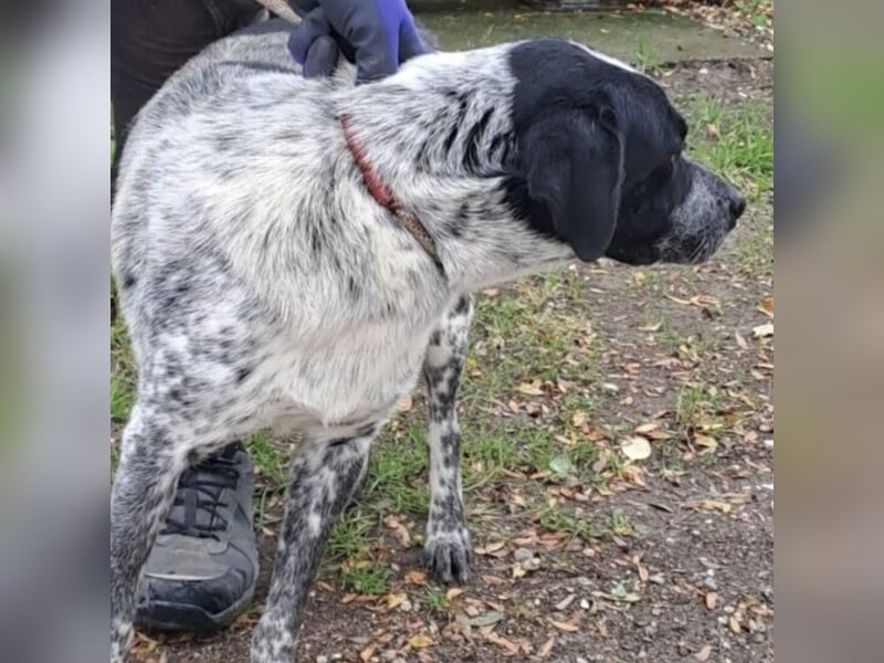 CRONIN WÜNSCHT SICH LIEBE CRONIN WÜNSCHT SICH LIEBE