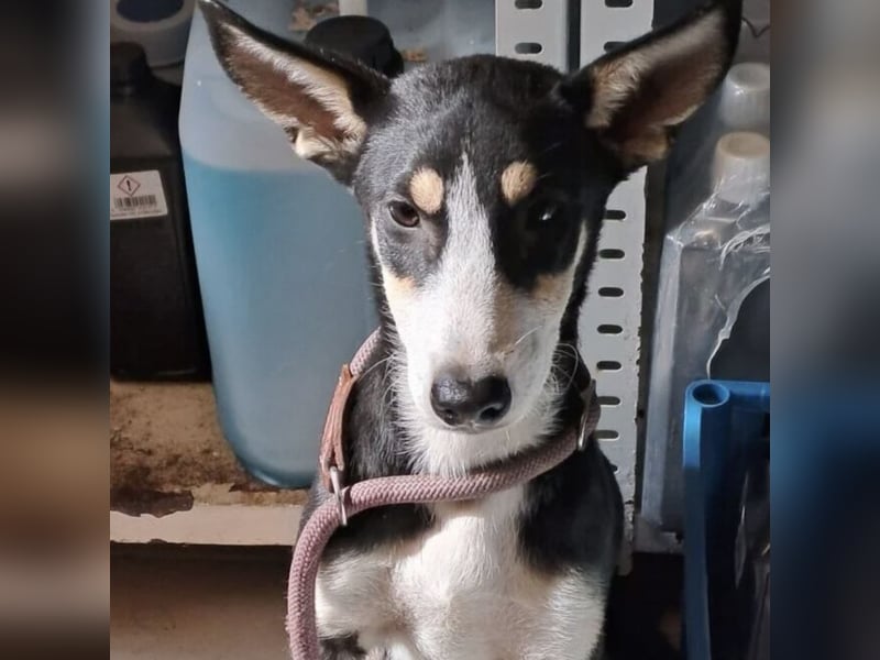 BAMBARI SUCHT ZUHAUSE MIT HERZ