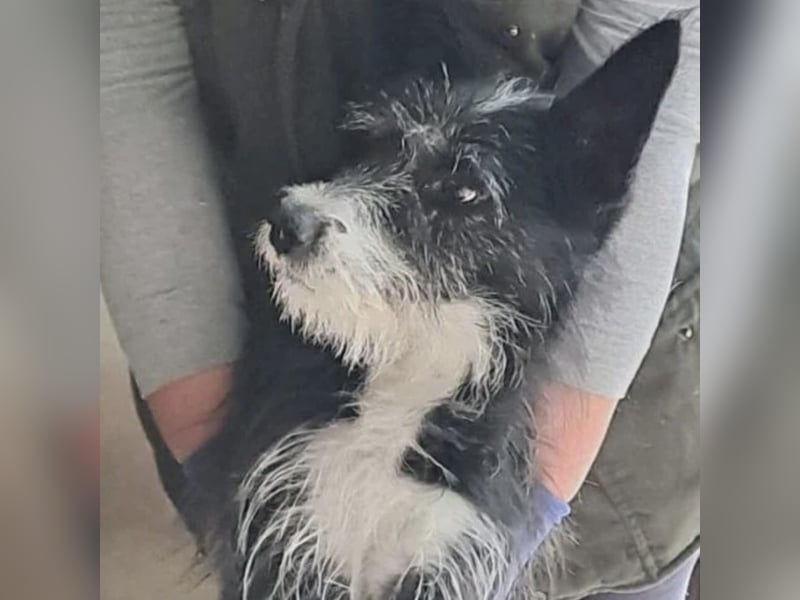 SZAMBA FRÖHLICHE HÜNDIN SZAMBA FRÖHLICHE HÜNDIN