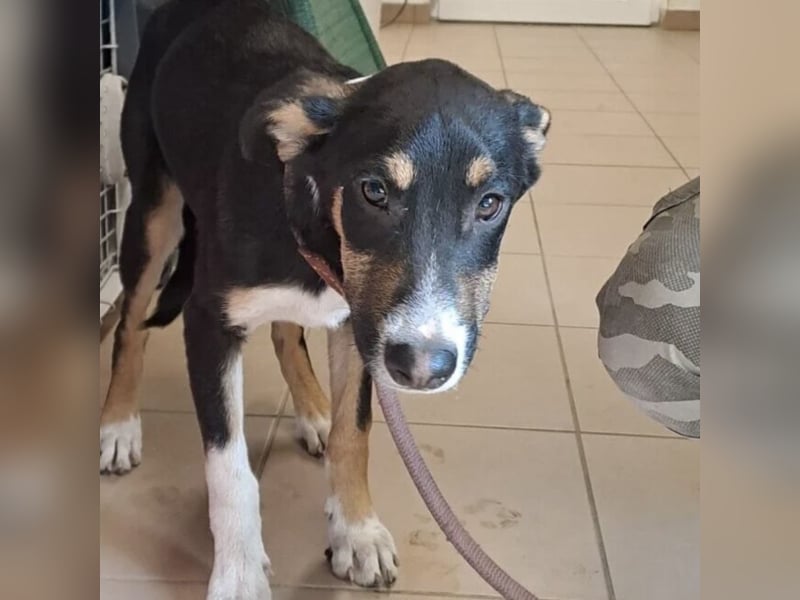 BABER WURDE EINFACH ABGEGEBEN