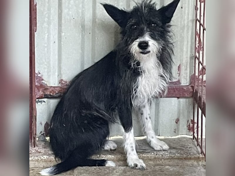 SZAMBA FRÖHLICHE HÜNDIN SZAMBA FRÖHLICHE HÜNDIN