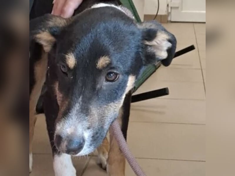 BABER WURDE EINFACH ABGEGEBEN