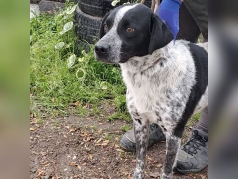 CRONIN WÜNSCHT SICH LIEBE CRONIN WÜNSCHT SICH LIEBE