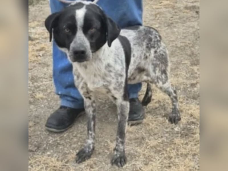 CRONIN WÜNSCHT SICH LIEBE CRONIN WÜNSCHT SICH LIEBE