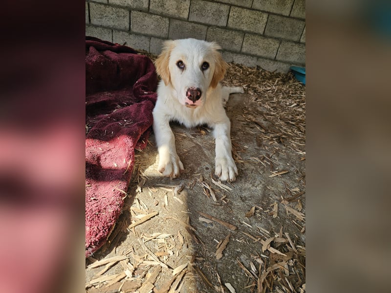 Hund Hündin Welpe Tierschutz Hatty