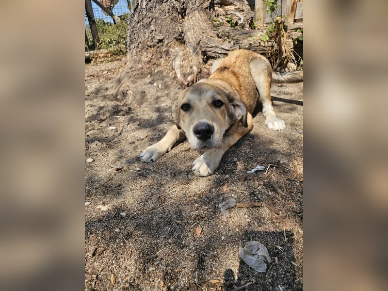 Hund Hündin Welpe Tierschutz Elsa