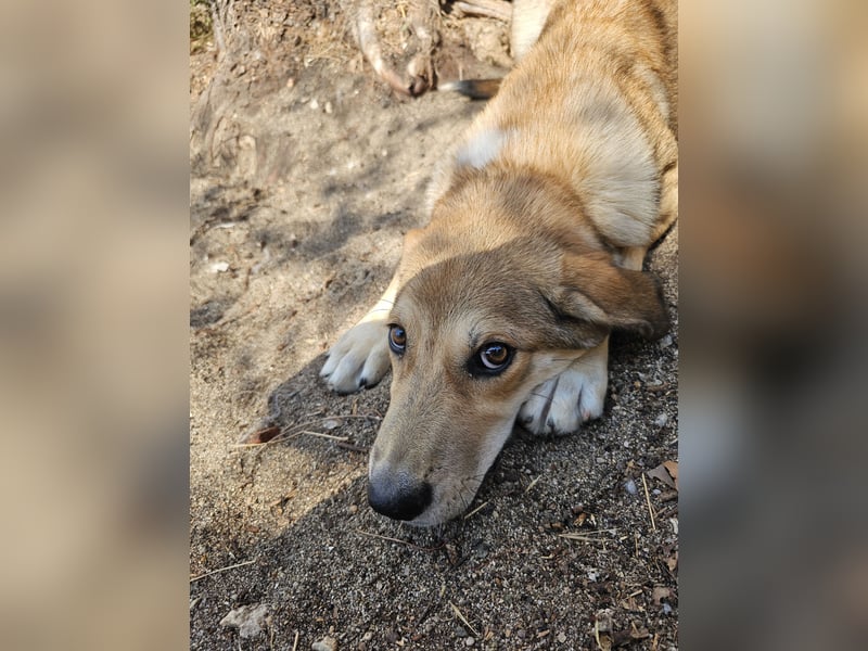 Hund Hündin Welpe Tierschutz Elsa