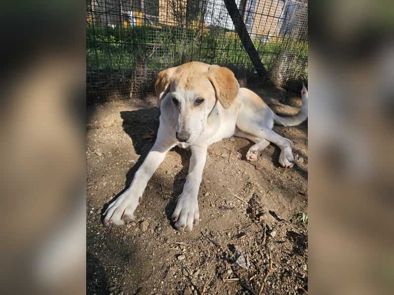 Hund Hündin sehr ruhig und lieb Tierschutz