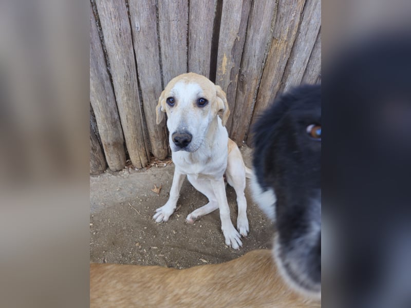 Hund Hündin sehr ruhig und lieb Tierschutz