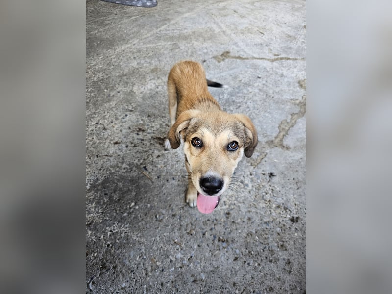 Hund Hündin Welpe Tierschutz Elsa
