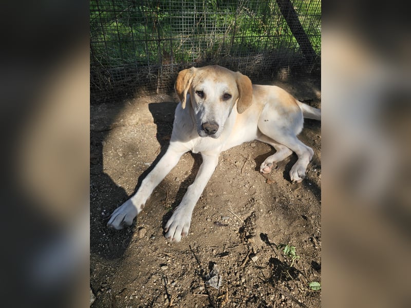 Hund Hündin sehr ruhig und lieb Tierschutz