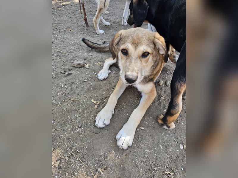 Hund Hündin Welpe Tierschutz Elsa