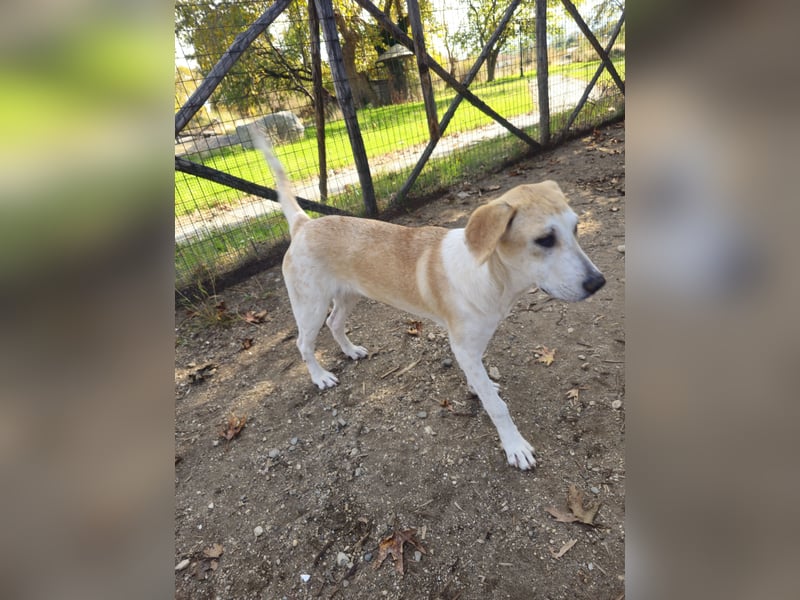 Hund Hündin sehr ruhig und lieb Tierschutz