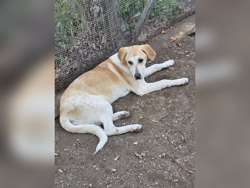 Hund Hündin sehr ruhig und lieb Tierschutz