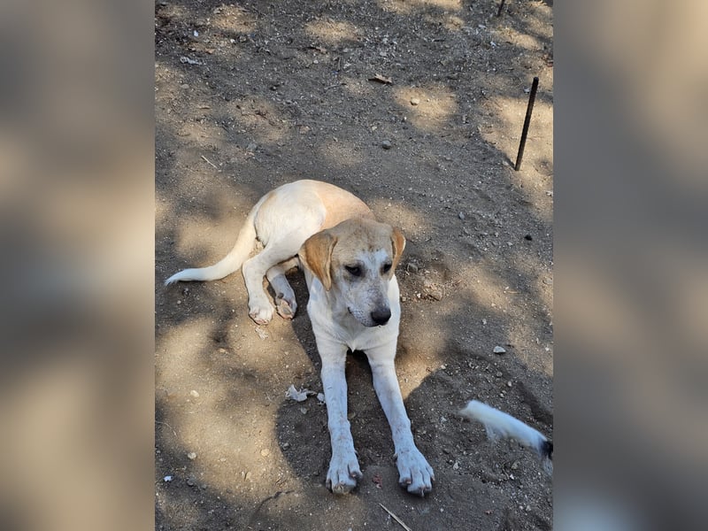 Hund Hündin sehr ruhig und lieb Tierschutz