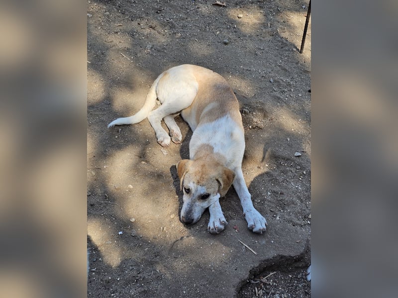 Hund Hündin sehr ruhig und lieb Tierschutz
