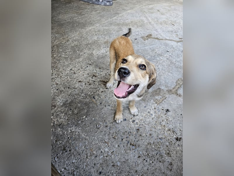 Hund Hündin Welpe Tierschutz Elsa
