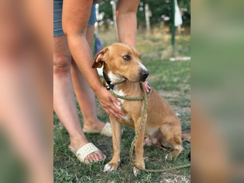 Raffael, geboren 31.10.2024, 48cm sucht seine Familie Raffael, geboren 31.10.2024, 48cm sucht seine Familie