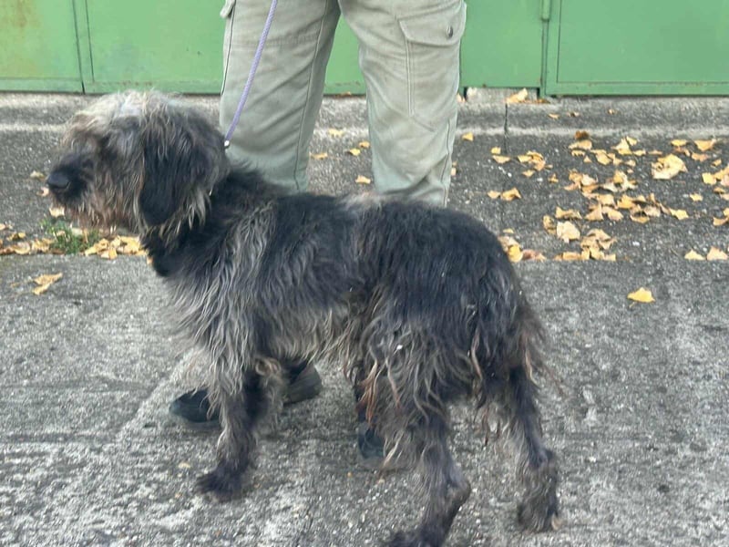 Ficko, geboren 10.08.2022, 47cm sucht sein Glück