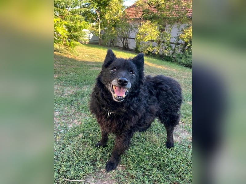 Szello, geboren 18.06.2013, 46cm sucht seinen Ruheplatz