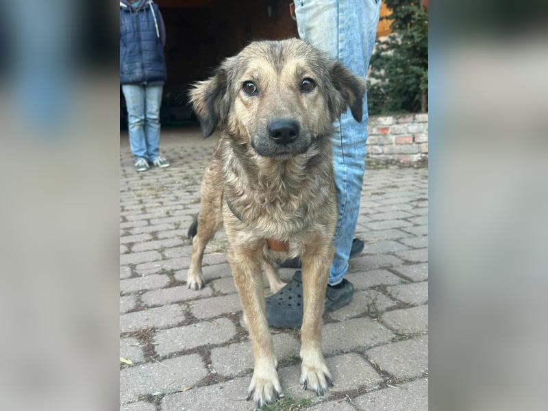 Ada, geboren 01.09.2022, 52cm sucht ihre Menschen