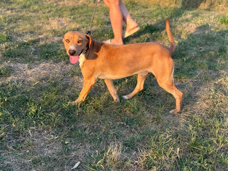 Raffael, geboren 31.10.2024, 48cm sucht seine Familie Raffael, geboren 31.10.2024, 48cm sucht seine Familie