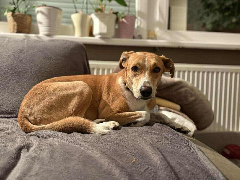 Törpie, 3 Jahre, 46cm sucht sein für immer Zuhause