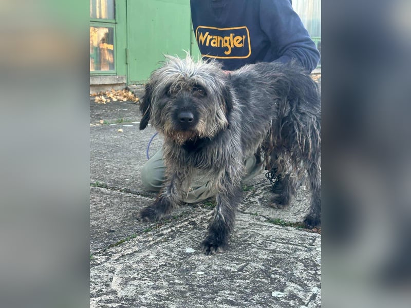 Ficko, geboren 10.08.2022, 47cm sucht sein Glück