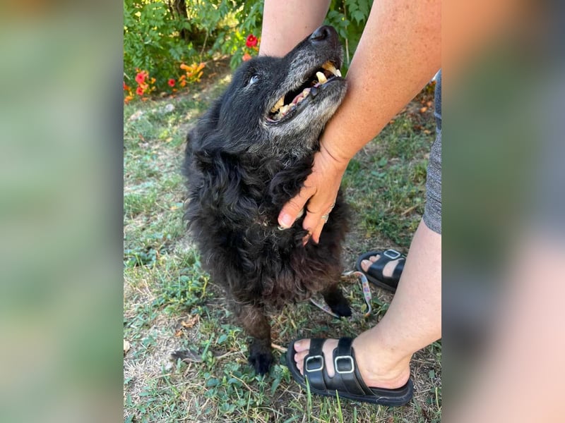 Szello, geboren 18.06.2013, 46cm sucht seinen Ruheplatz