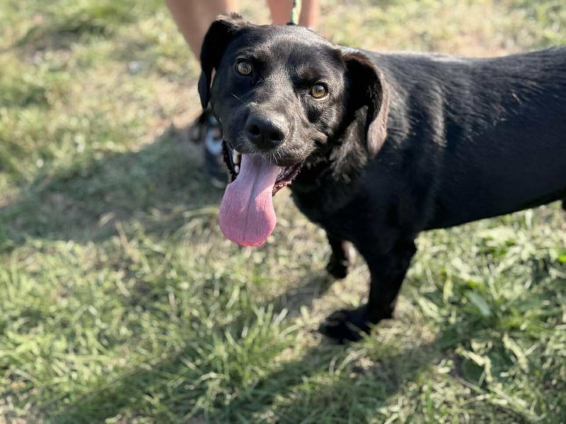 Kobold, geboren 01.09.2023, 52cm sucht sein Zuhause