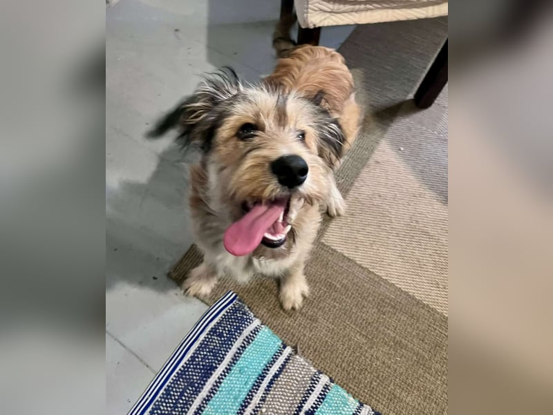 Morszi, geboren 03.07.2025, 49cm sucht seine Familie