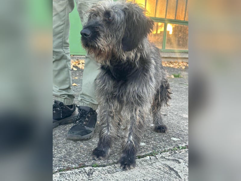 Ficko, geboren 10.08.2022, 47cm sucht sein Glück