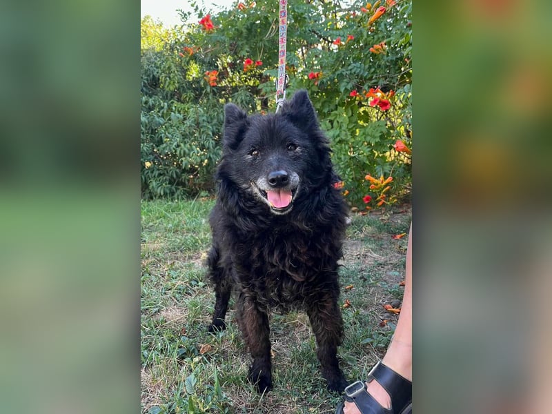 Szello, geboren 18.06.2013, 46cm sucht seinen Ruheplatz