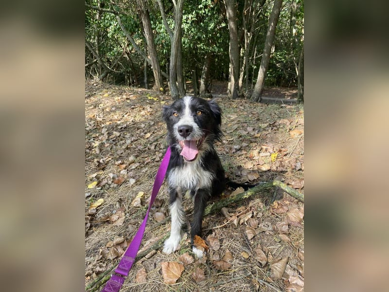 Zozo, 1 Jahr, 53cm sucht sein Zuhause