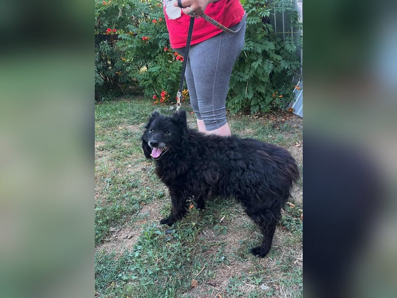 Szello, geboren 18.06.2013, 46cm sucht seinen Ruheplatz